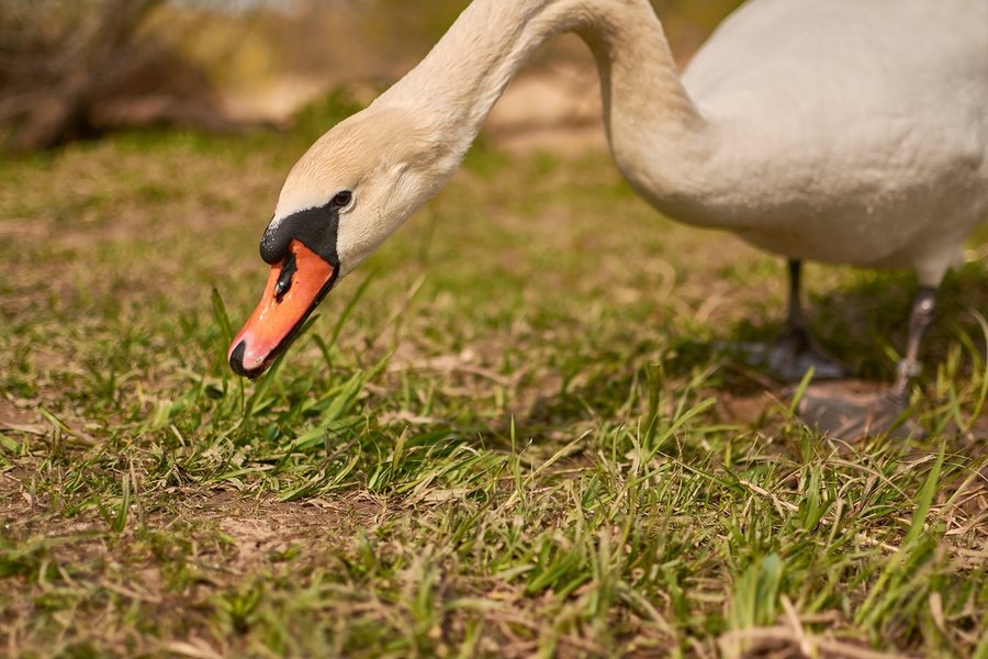 2021-04-24_SCHWAN_AM_KLEINEN_SEEC71_2029.jpg