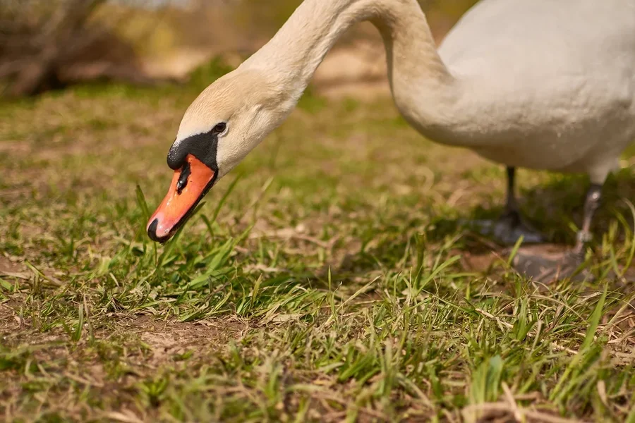 2021-04-24_SCHWAN_AM_KLEINEN_SEEC71_2029.webp
