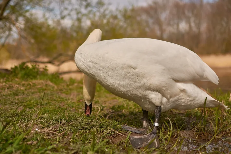 2021-04-24_SCHWAN_AM_KLEINEN_SEEC71_2031.webp