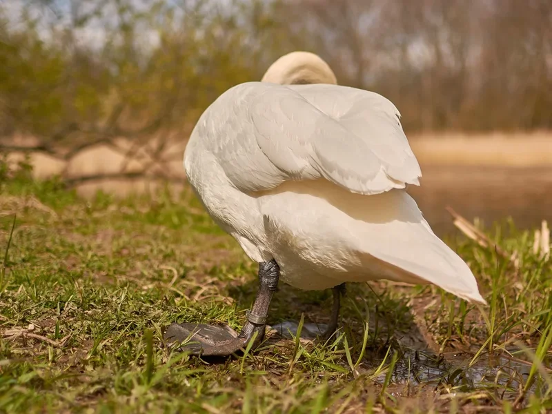 2021-04-24_SCHWAN_AM_KLEINEN_SEEC71_2035.webp