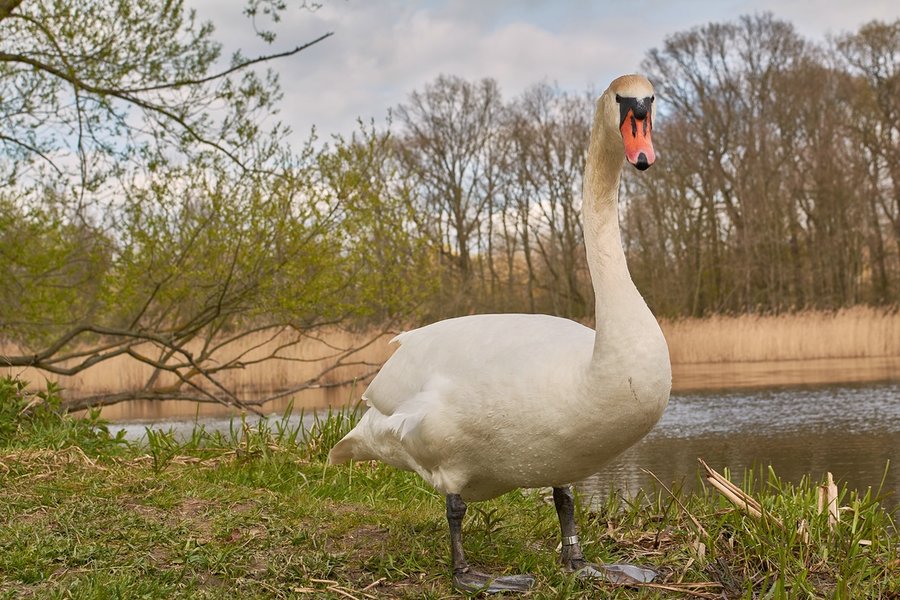 2021-04-24_SCHWAN_AM_KLEINEN_SEEC71_2076.jpg