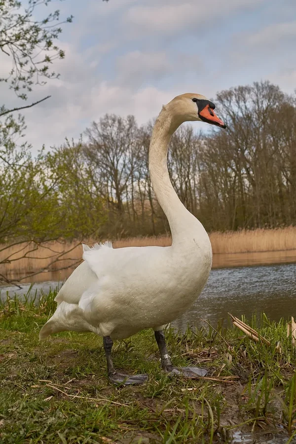 2021-04-24_SCHWAN_AM_KLEINEN_SEEC71_2080.webp