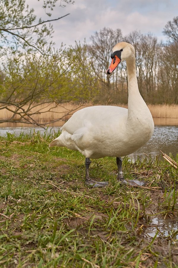 2021-04-24_SCHWAN_AM_KLEINEN_SEEC71_2087.jpg