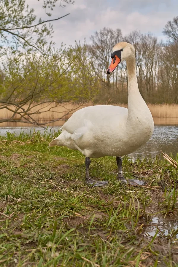 2021-04-24_SCHWAN_AM_KLEINEN_SEEC71_2087.webp
