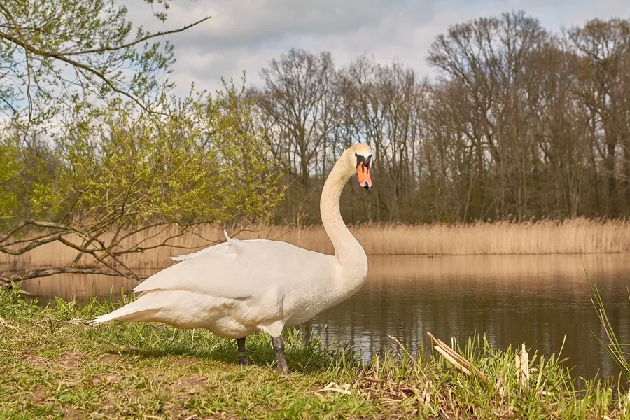 2021-04-24_SCHWAN_AM_KLEINEN_SEEC71_2119.webp