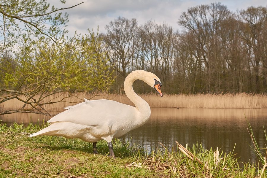 2021-04-24_SCHWAN_AM_KLEINEN_SEEC71_2120.jpg