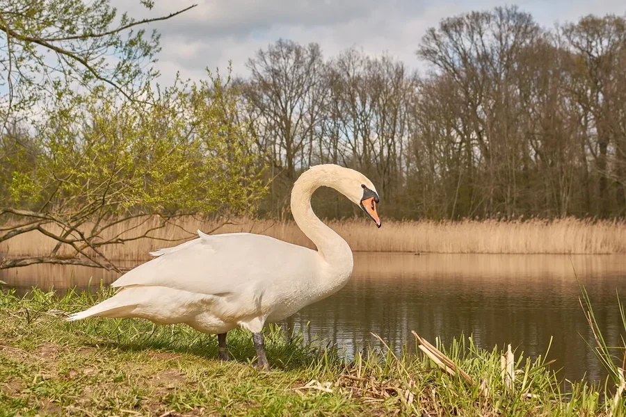 2021-04-24_SCHWAN_AM_KLEINEN_SEEC71_2120.webp