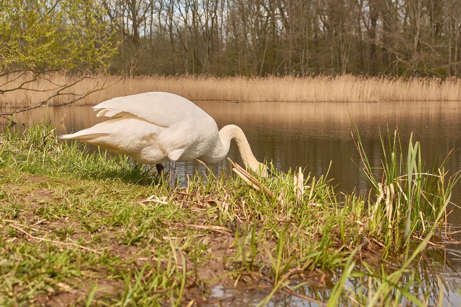 2021-04-24_SCHWAN_AM_KLEINEN_SEEC71_2125.jpg