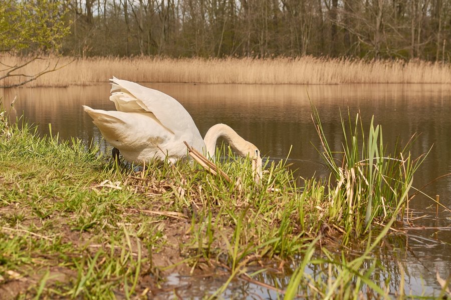 2021-04-24_SCHWAN_AM_KLEINEN_SEEC71_2126.jpg