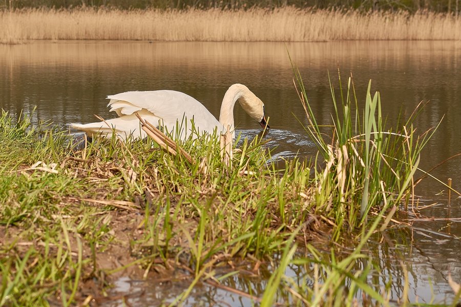 2021-04-24_SCHWAN_AM_KLEINEN_SEEC71_2127.jpg