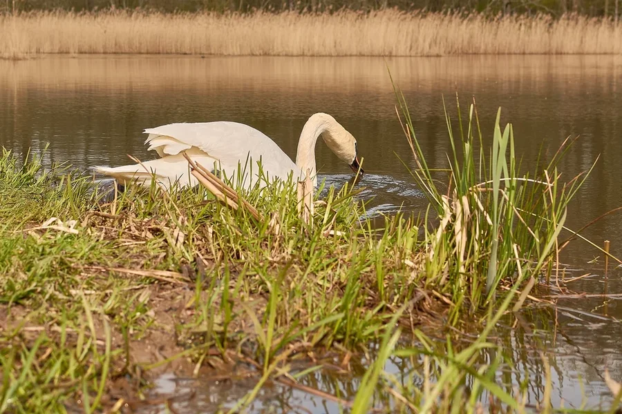 2021-04-24_SCHWAN_AM_KLEINEN_SEEC71_2127.webp