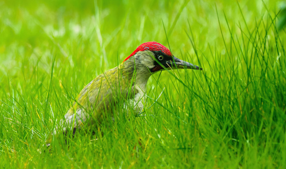 Vögel 2021-2348-ORF_DxO_DeepPRIME-Bearbeitet.jpg