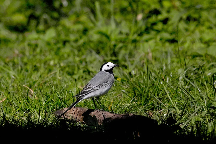 IMG22580.webp