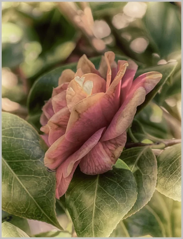 _small__IMG2233_Nik_HDR_DxO.webp