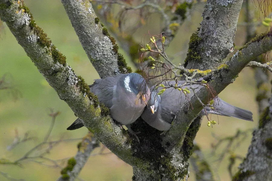 IMG22188-a.webp