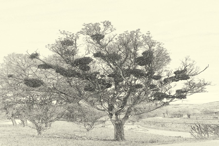 BaummtMistelGANZCL1856GRAFIKLIKOSCHWARZWEISSGETÖNTQUERFORMATBERR_999x666.jpg