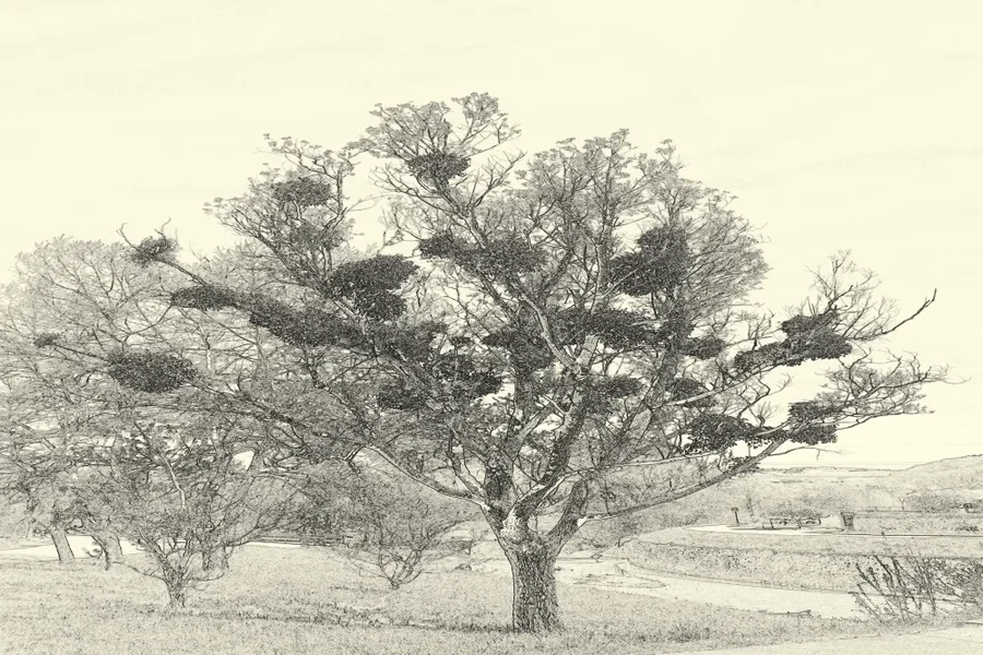 BaummtMistelGANZCL1856GRAFIKLIKOSCHWARZWEISSGETÖNTQUERFORMATBERR_999x666.webp