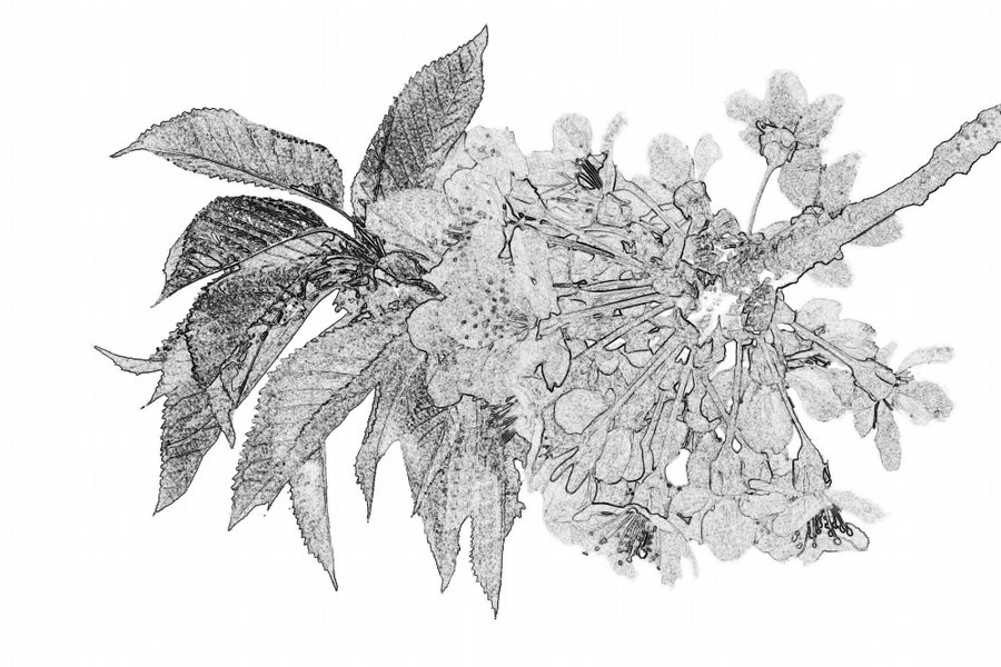 BaumzweiBlütenständeCL1856FREIEXREMCROPGRAFIKSCHWARZWEISS_998x666.jpg BaumzweiBlütenständeCL1856FREIEXREMCROPGRAFIKSCHWARZWEISS_998x666.jpg
