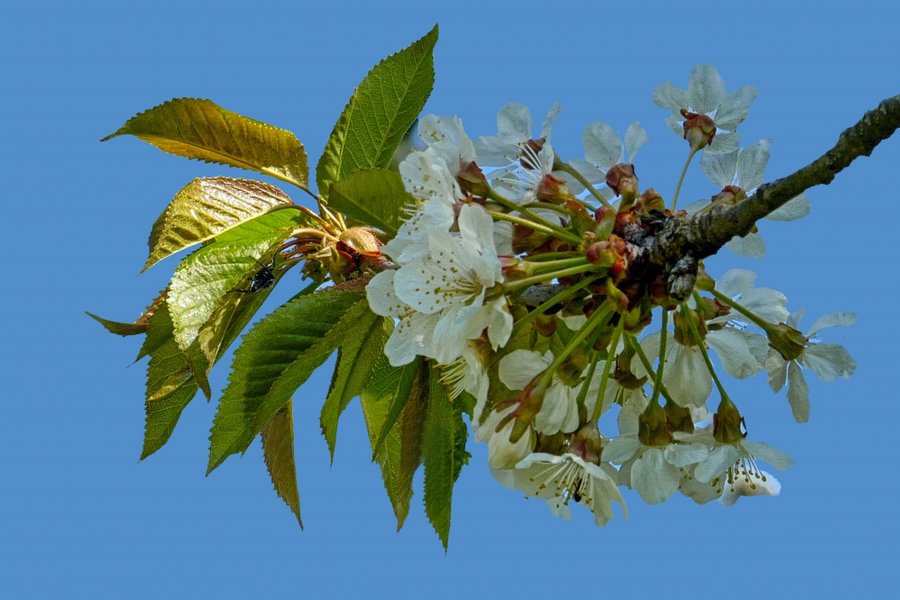 BaumzweiBlütenständeCL1856FREIEXREMCROPFINFINFIN_998x666.jpg BaumzweiBlütenständeCL1856FREIEXREMCROPFINFINFIN_998x666.jpg