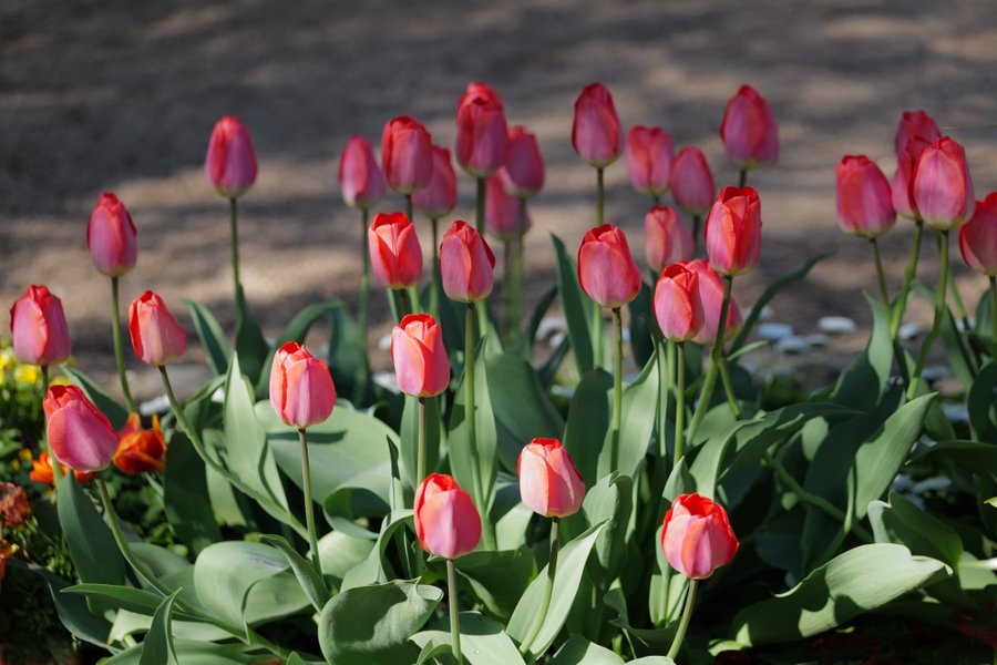 TulpenRosaAnsammlungSL290280RET_998x666.jpg