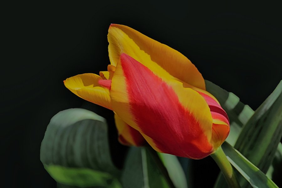 TulpegelbRotgestreiftEinzelnSL2Si105Mac2ExtHDR_998x666.jpg