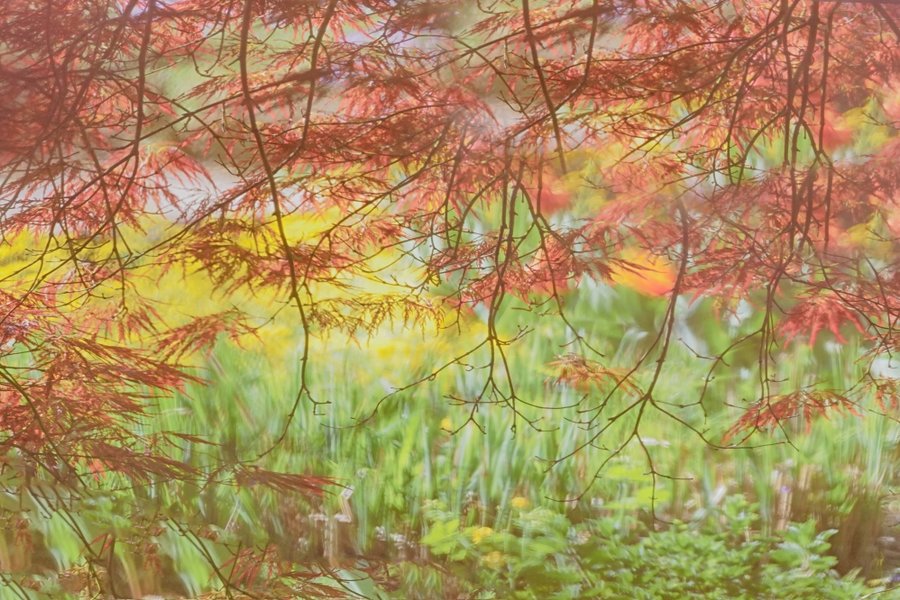 BotgartenImpressionNUMMERFÜNFERSTKLASSIGSL290280FIFFINFINDENOISE_998x666.jpg