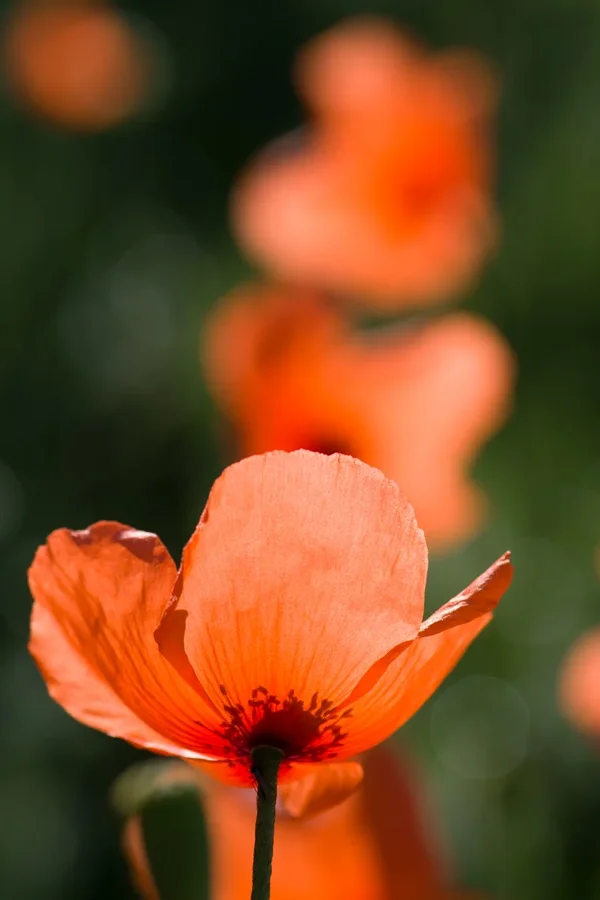 Mohnblume0363.webp