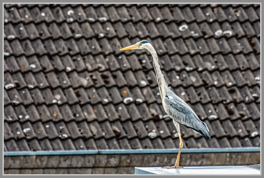 _UMB9908_DxO.webp