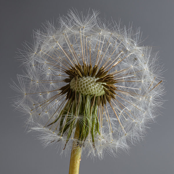 Pusteblume ganz quadratisch.jpg