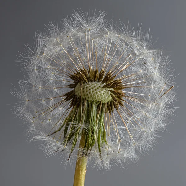 Pusteblume ganz quadratisch.jpg