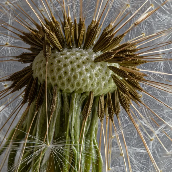 Pusteblume Ausschnitt quadratisch.jpg