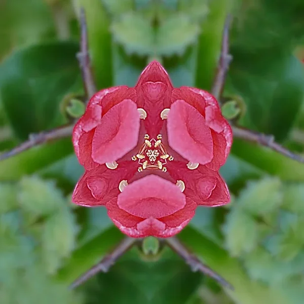RosaStrauchblüteCL60MacFANTASIEROSENKÄFERUADRAT_666x666.webp