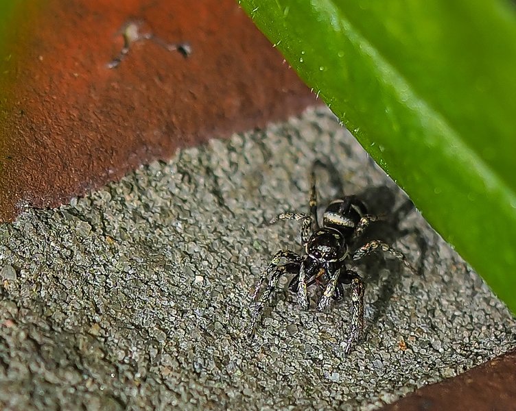 Garten 19052120210519-P5190251-Bearbeitet.jpg