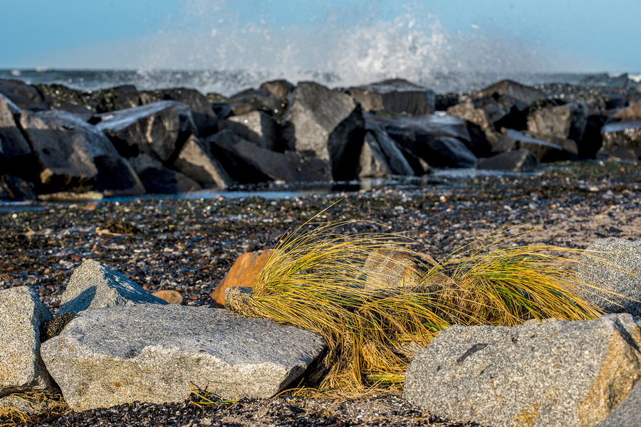 Strandhafer am Steinwall 2_NIK3678.jpg