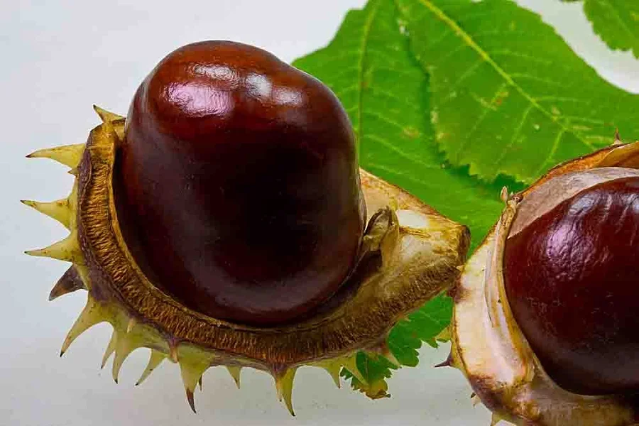 EineinhalbKastanienC100mm32FIN_999x666.webp