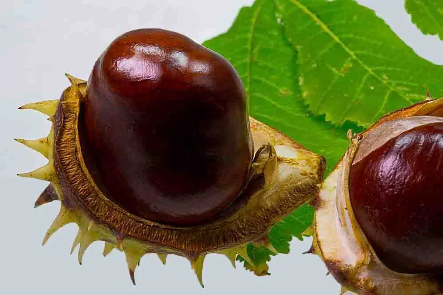 EineinhalbKastanienC100mm32FIN_999x666.webp