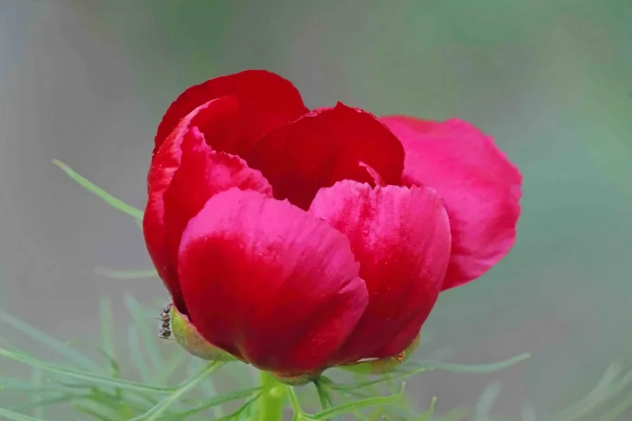 PfingstroseRotGROSSmInsektSL2Si1004002ExtFINFINFIN_998x666.webp