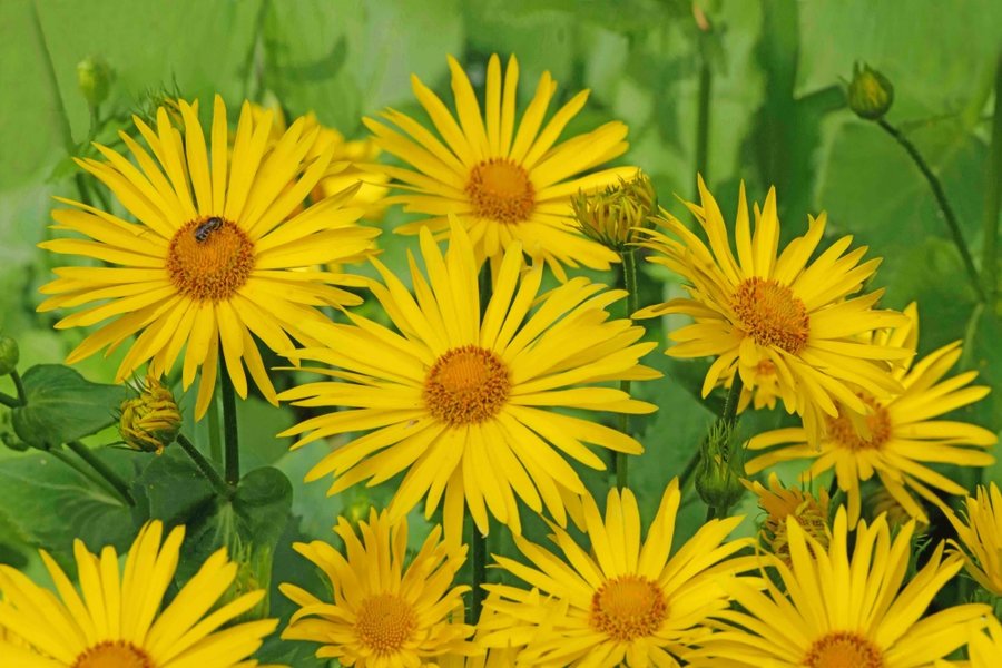 GelbeBlumenAnsammlungmBieneSL290280FINFINFINENDVERSION_998x666.jpg