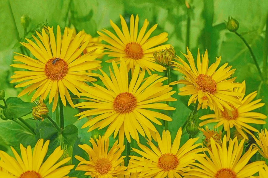 GelbeBlumenAnsammlungmBieneSL290280FINFINFINENDVERSIONHDR_998x666.jpg