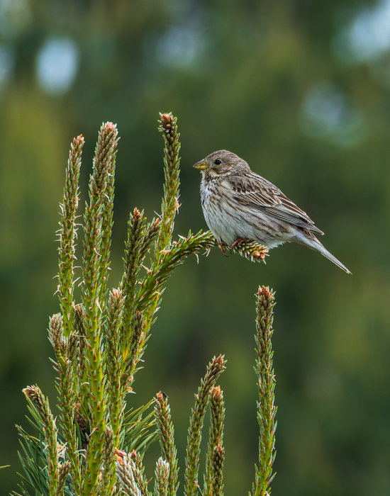 Sedlitz 2021-261-ORF_DxO_DeepPRIME-Bearbeitet.jpg