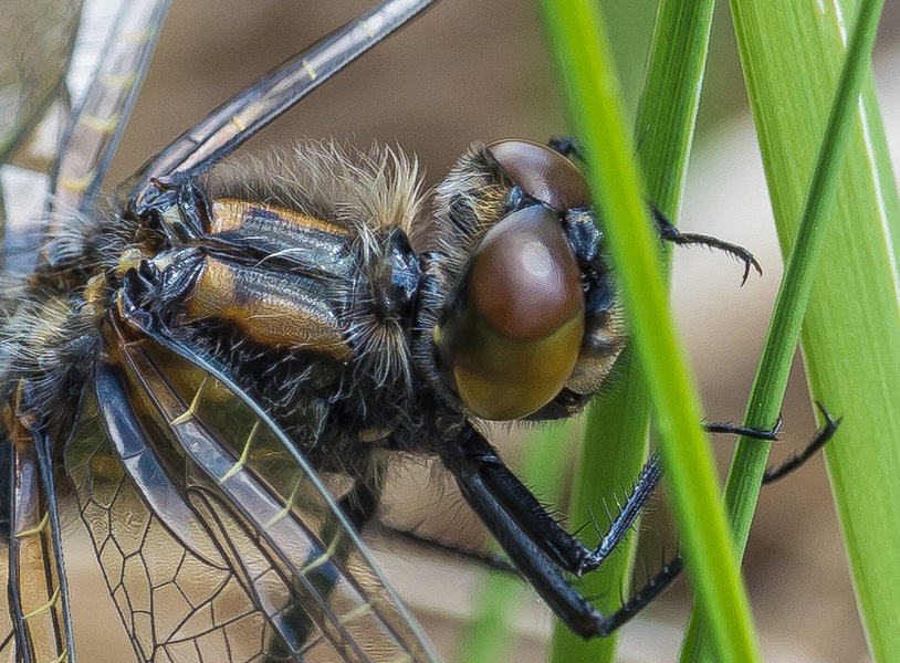 20210523-P5230015.jpg 20210523-P5230015.jpg