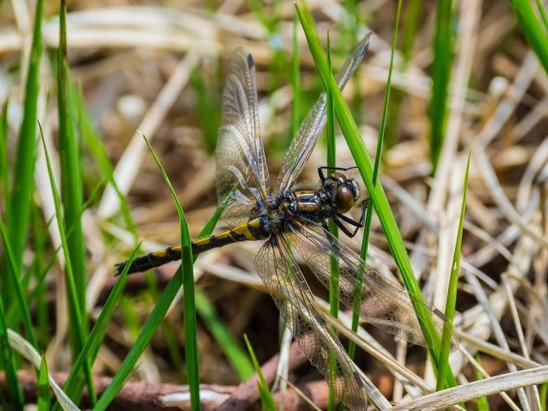 HoheMoor202120210523-P5230001.jpg HoheMoor202120210523-P5230001.jpg