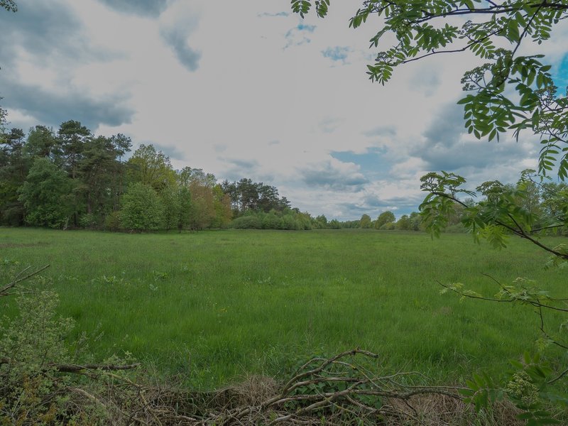 HoheMoor202120210523-P5230016.jpg HoheMoor202120210523-P5230016.jpg