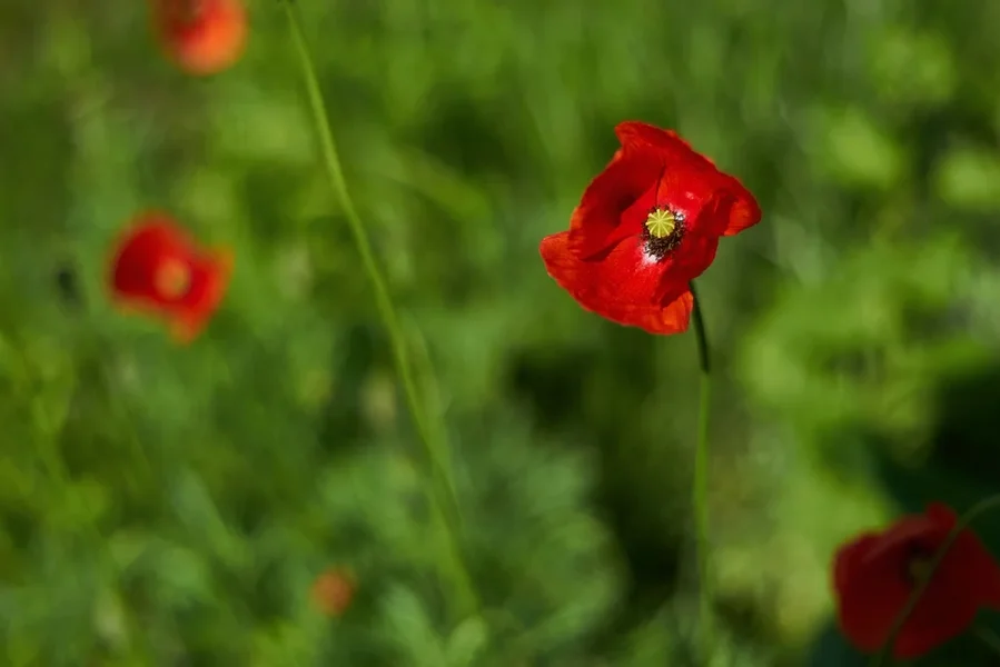 2021-06-01_PRAKTICAR_1.4_50mm_DSC9833_0001.webp