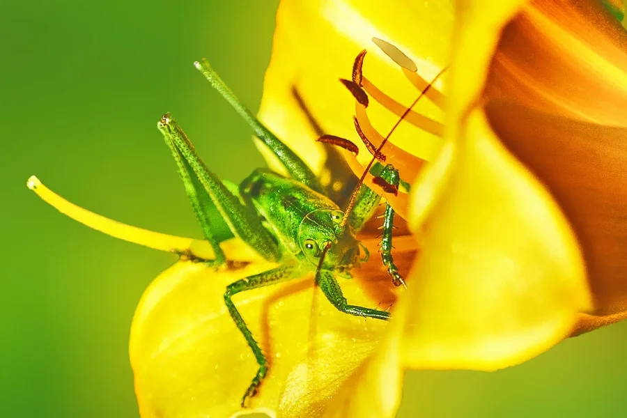 Heuschreckeauf gelberBlütefrontal CLL60Mac.EXTREMCROPFINFINFINENDVERSION.webp