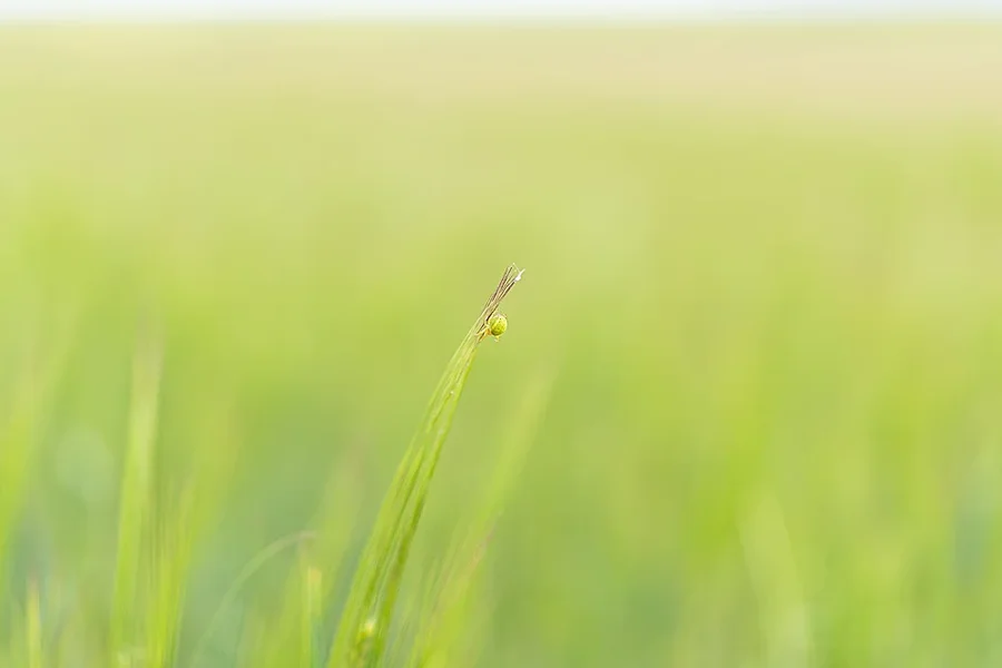 ci_A7301520_o.webp