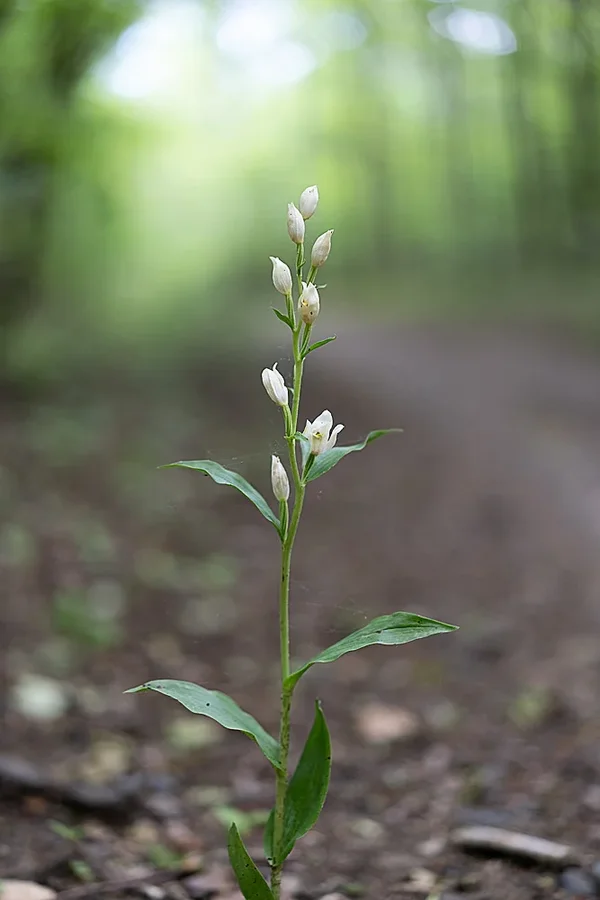 ci_A7301535.webp