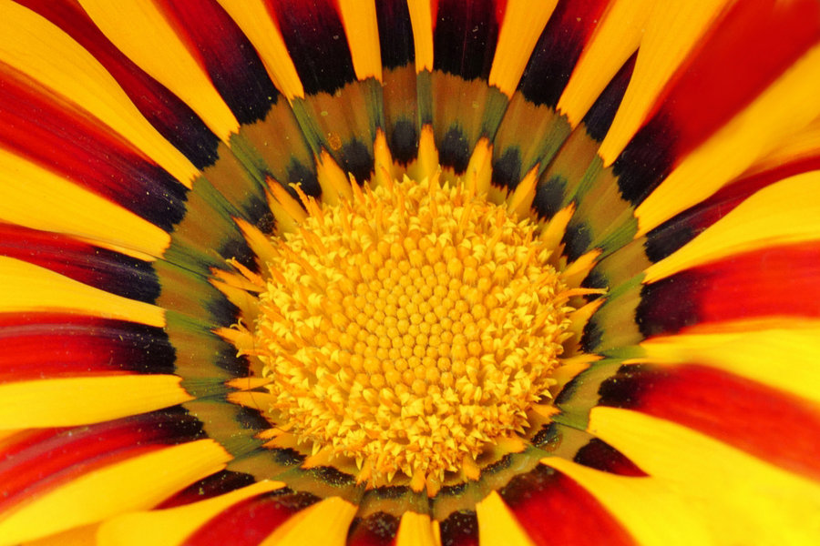 BlüteGELBORANGECLLMac60mmAUSFINCROPFORBEES_999x666.jpg