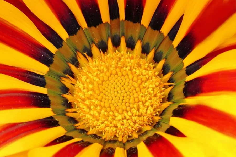 BlüteGELBORANGECLLMac60mmAUSFINCROPFORBEES_999x666.webp