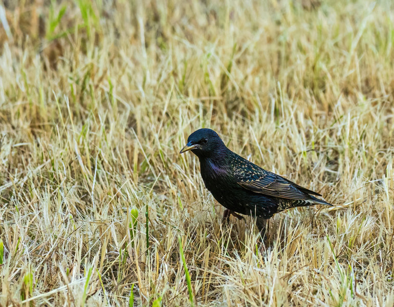 Vögel 2021-2654-Bearbeitet-Bearbeitet.jpg